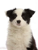 Black-and-white Border Collie puppy, 7 weeks old