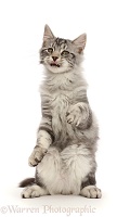 Silver tabby kitten with funny expression