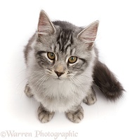 Silver tabby kitten sitting and looking up