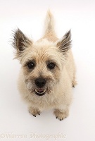 Cairn Terrier dog sitting and looking up