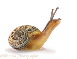 Garden snail juvenile