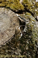 Treecreeper nesting