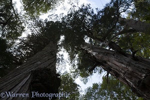 Looking up trunk of Alerce trees, Los Alerces National Park