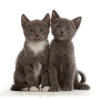 Blue and blue-and-white kittens, sitting