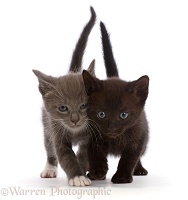 Blue-and-white and black kittens, walking