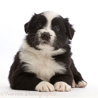 Black-and-white Border Collie puppy, lying with head up