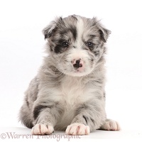 Merle Border Collie puppy, lying with head up