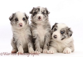 Three merle Border Collie puppies
