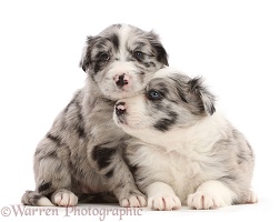 Two merle Border Collie puppies