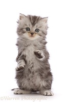 Silver tabby Persian-cross kitten with raised paws
