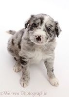 Merle Border Collie puppy