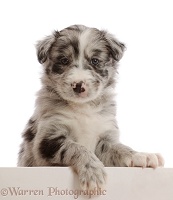 Merle Border Collie puppy, with paws over