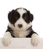 Black-and-white Border Collie puppy, with paws over