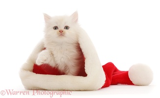 Cream Persian-cross kitten in a Santa hat