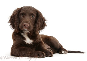 Chocolate Cocker Spaniel puppy lying with head up