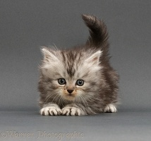 Playful silver tabby Persian-cross kitten on grey background