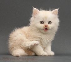 Cream Persian-cross kitten on grey background