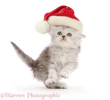 Silver tabby Persian-cross kitten, dancing with Santa hat on
