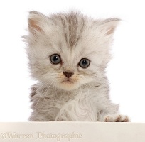 Silver tabby Persian-cross kitten, with paws over