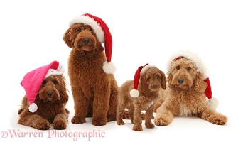 Four dogs wearing Santa hats