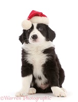 Black-and-white Border Collie puppy, wearing a Santa hat