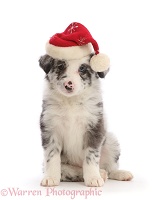 Merle Border Collie puppy, wearing a Santa hat