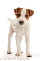 Jack Russell puppy, standing