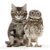 Tabby kitten and Little Owl