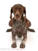 Brown Pointer, lying with head up