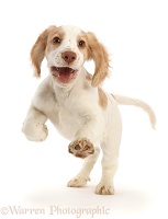 Orange-and-white Cocker Spaniel puppy bouncing along
