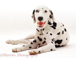 Dalmatian, lying with head up