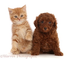 Ginger kitten and Red Cavapoo puppy