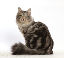 Silver tabby cat sitting and looking over her shoulder