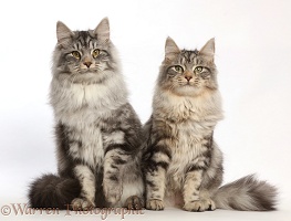 Silver tabby cats, sitting together