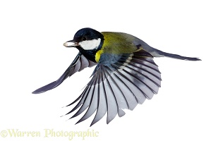 Great tit flying