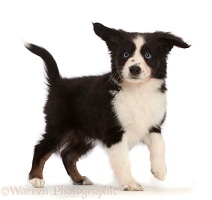 Black-and-white Mini American Shepherd puppy standing