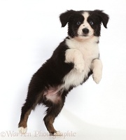 Black-and-white Mini American Shepherd puppy jumping