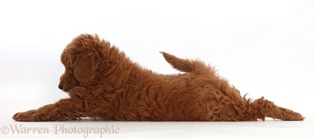 Cavapoo puppy lying stretched out