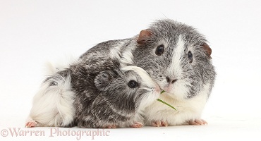 Mother Guinea pig and baby sharing a blade of grass