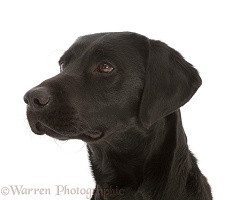 Black Labrador Retriever portrait