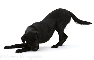 Black Labrador Retriever in play-bow