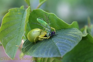 Yellow crab spider with green sawfly prey