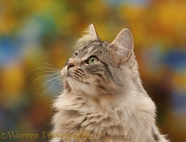 Silver tabby cat  profile portrait