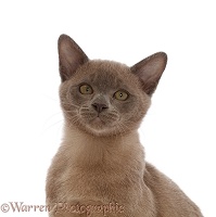 Burmese kitten, portrait