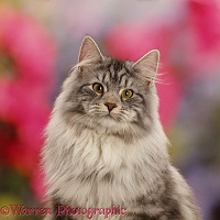 Silver tabby cat portrait