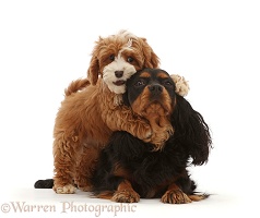 Cavapoo puppy grabbing Cavalier King Charles Spaniel