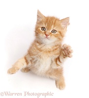 Sweet little ginger kitten reaching up a paw