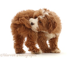 Cavapoo puppy catching her own tail