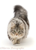 Silver tabby cat prowling
