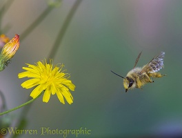 Hairy-legged Mining Bee collecting pollen
